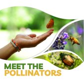 meet the pollinators